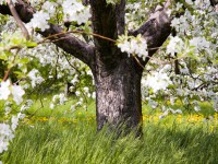 Apfelblüte