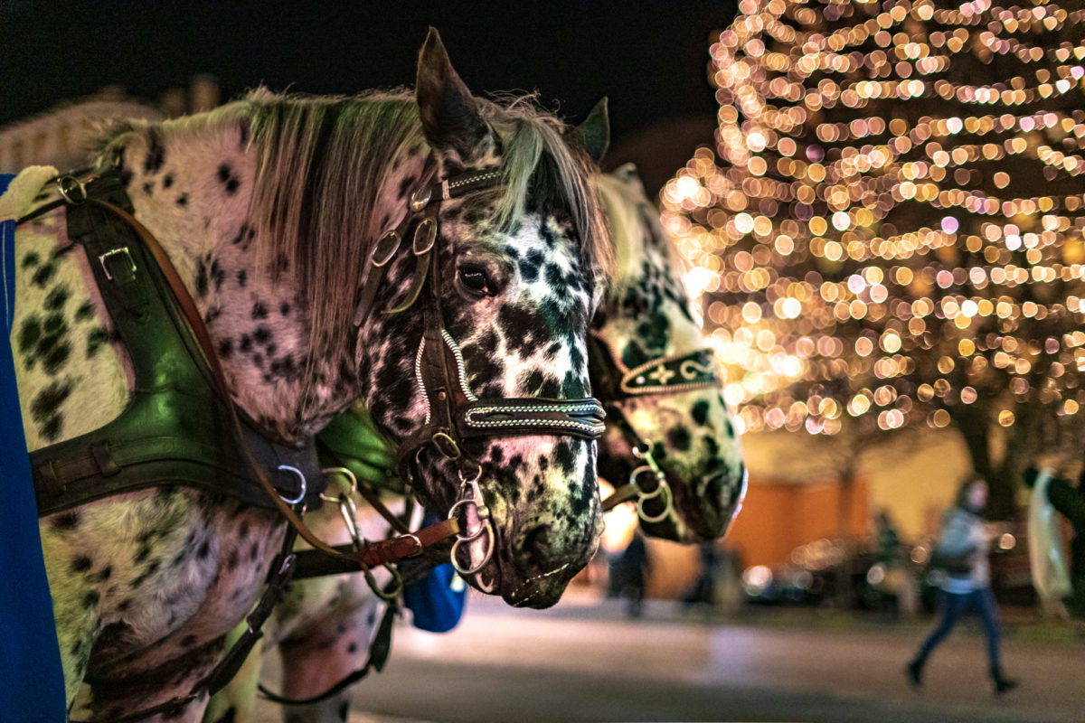 Weihnachtsmarkt / Christkindlmarkt in Bozen
