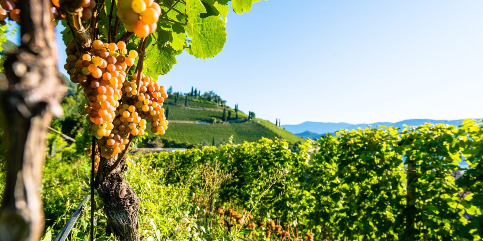 Weinberge mit Gewürztraminer