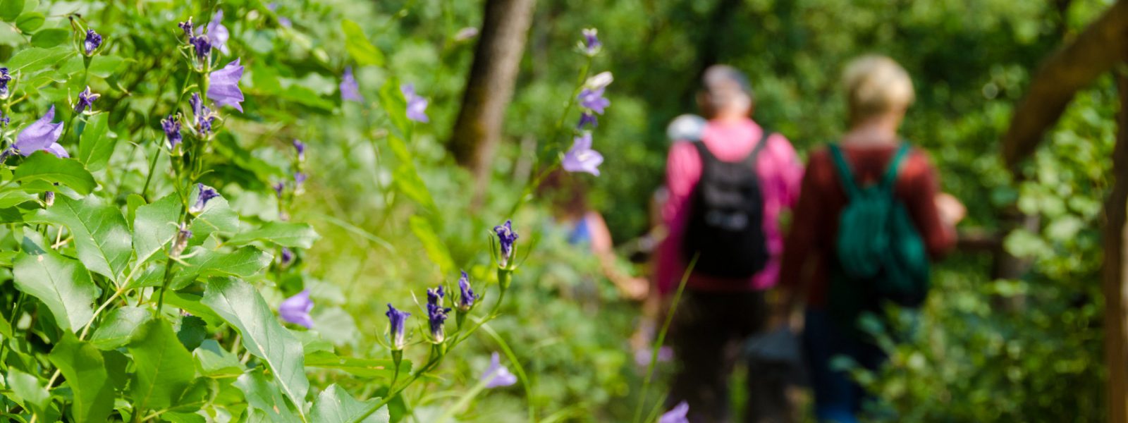 Tramin wandern