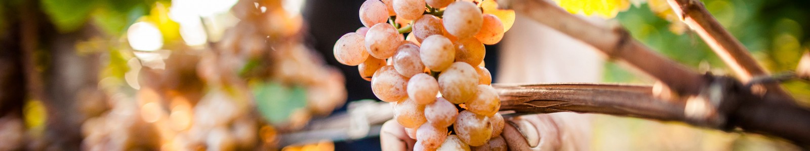Gewürztraminer Traube