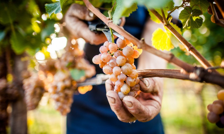 Gewürztraminer Traube