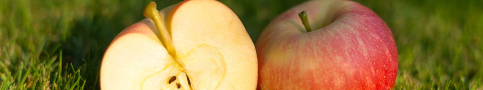 Apfel_Seminar