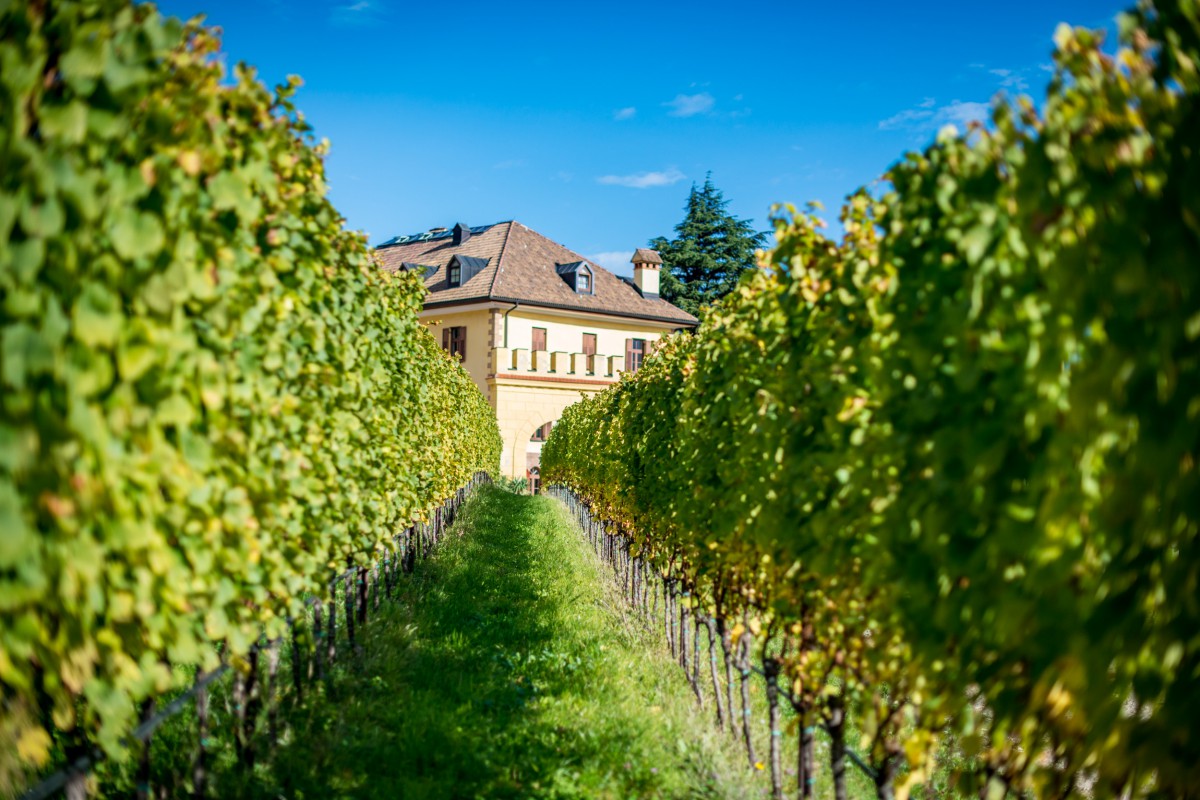 Weinberg Schloss Rechtenthal