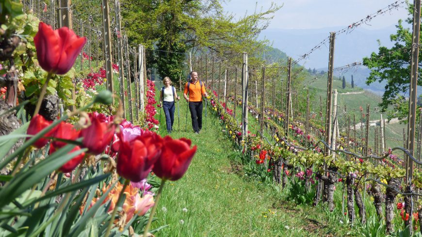 Frühling in Tramin