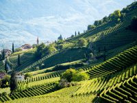 Tramin_Weinberge