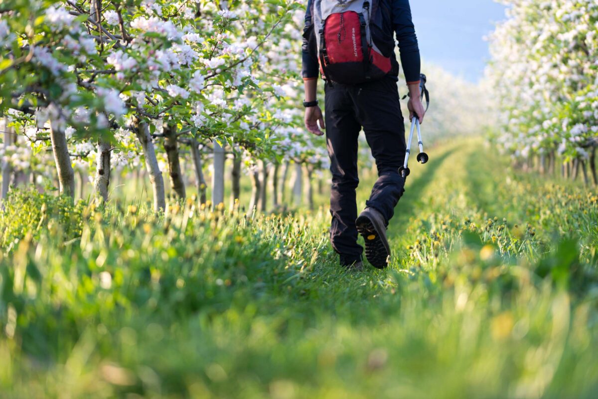 Wandern-Obstgaerten Blütenwanderwoche Tramin