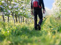 Blütenwanderwoche Tramin