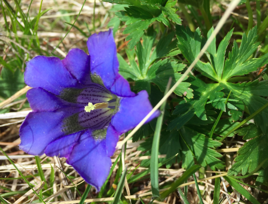 Ein blauer Enzian