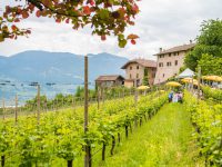 Gewürztraminer Weinwandertag 2018