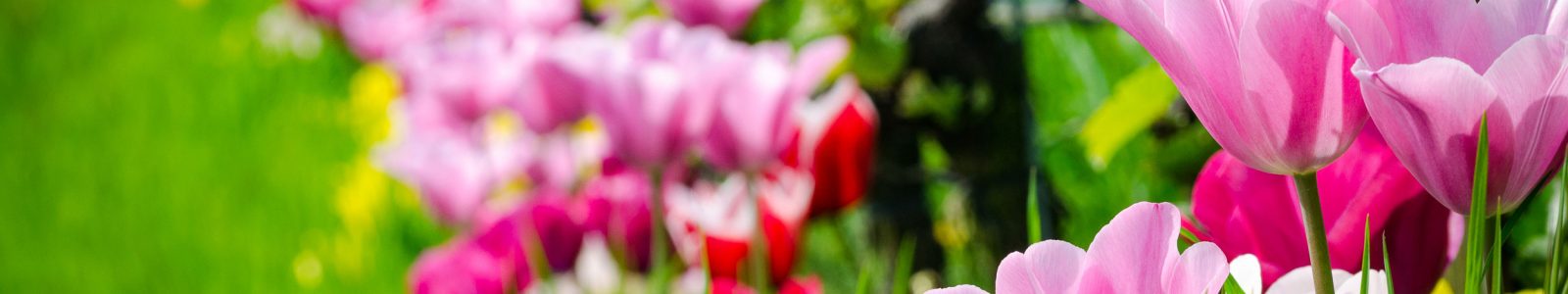 Tulpen-Fruehling-Weinberg
