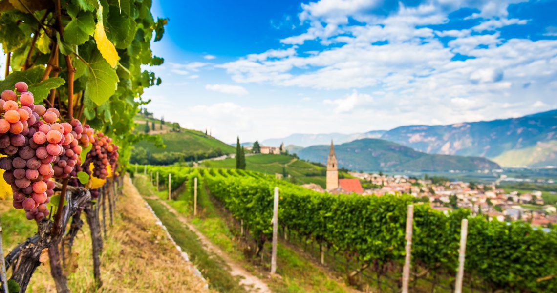 Gewürztraminer vineyard near Tramin with the village in the background