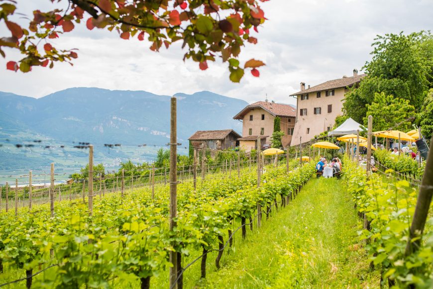 Gewürztraminer Weinwandertag 2018 - Nussbaumerhof