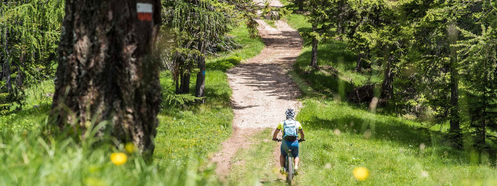 Mountainbike - Wald Schweigglhütte