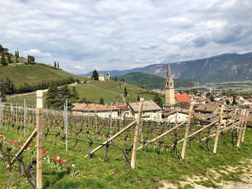 Tulpen im Weinberg - Gewürztraminer Weg