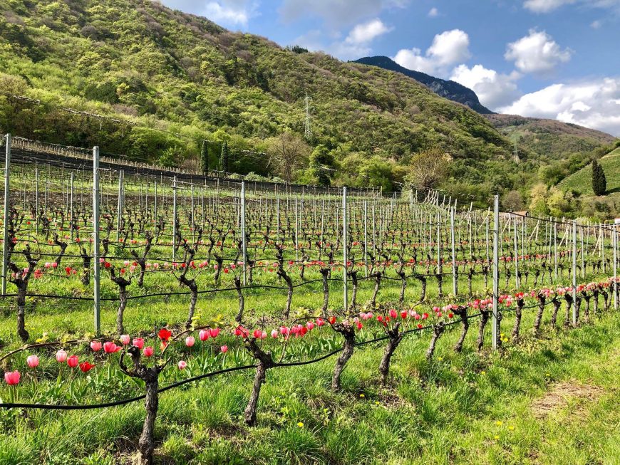 Tulpen im Weinberg - Gewürztraminer Weg