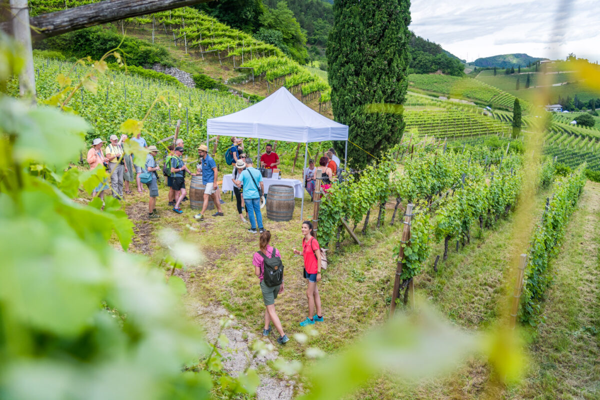 Traminer WineDay
