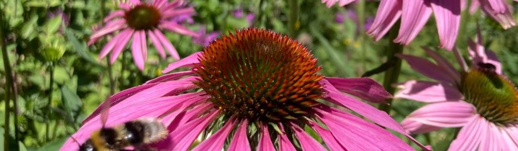 Tramin xund und guat - Roswitha Weiss Kräutergarten Zoggler