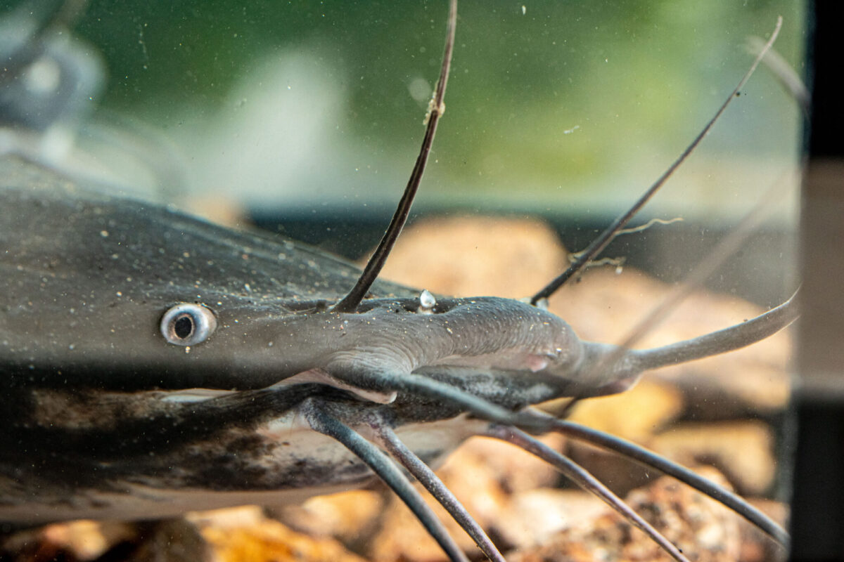 Solos_Fisch_3_25- (3)