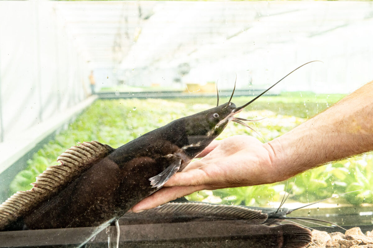 Solos_Fisch_3_25- (38)