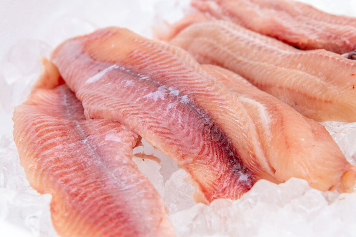 Solos_Fisch_3_25- (49)