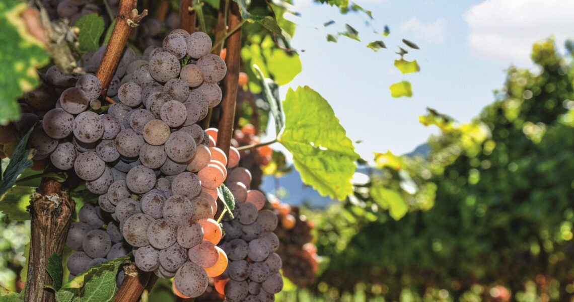 Graurote Gewürztraminer-Trauben am Rebstock