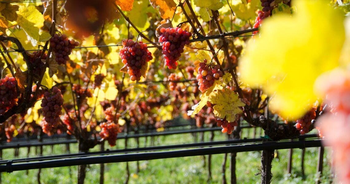 Gewürztraminer-Reben mit rötlich gefärbten Beeren
