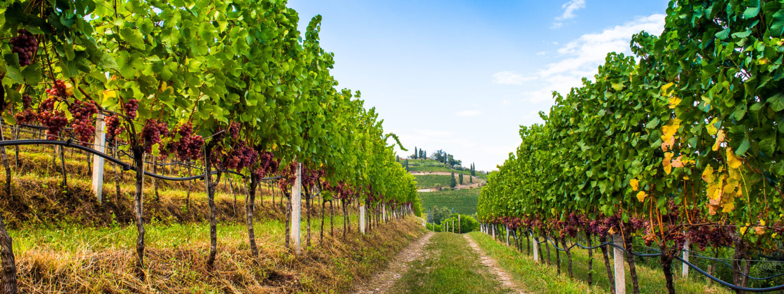 Gewürztraminer_Weinweg-TVTramin-AntieBraito-31