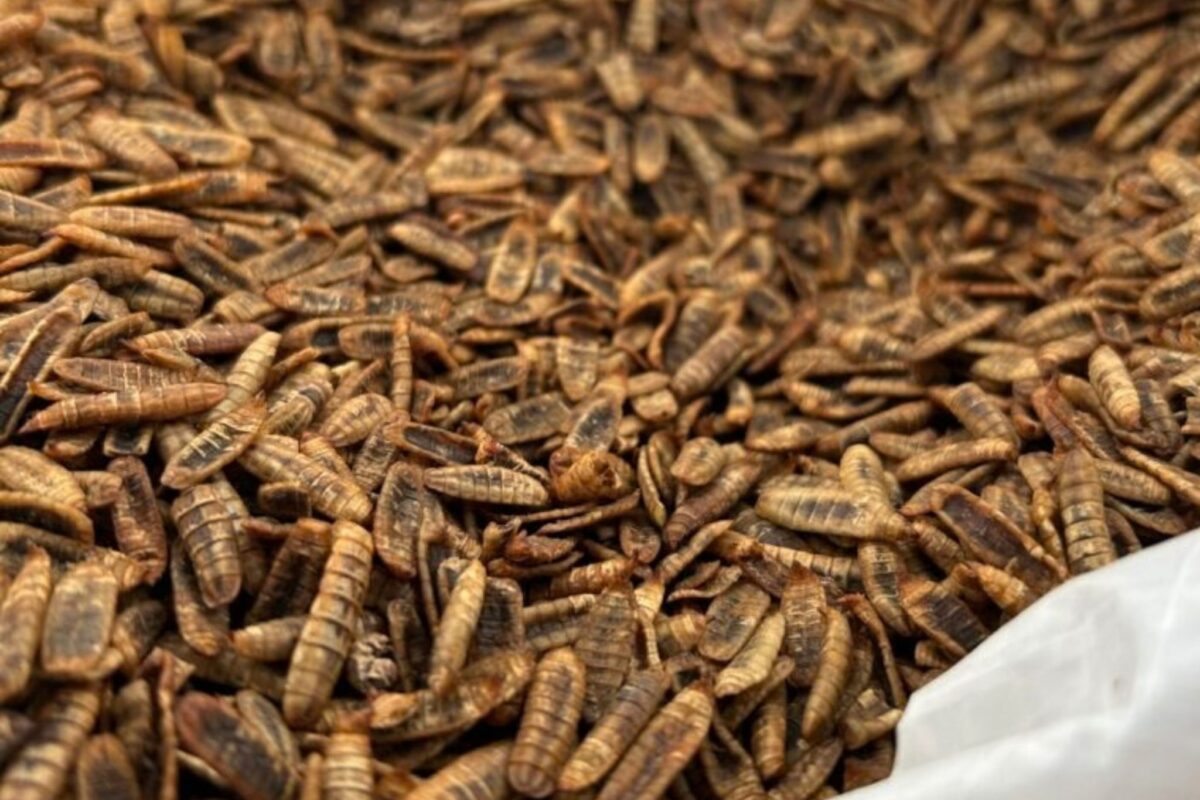 Firefly_Ein-realistisches-Bild-einer-modernen-Produktionshalle-in-der-kleine-braune-zylind-72897-1024x1024 (c) Reploid Italia (4)