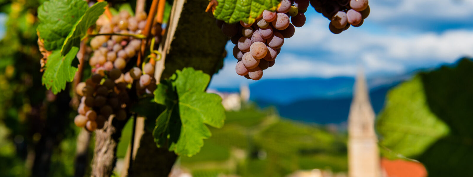 Gewürztraminer-Weinberg mit Blick auf Tramin