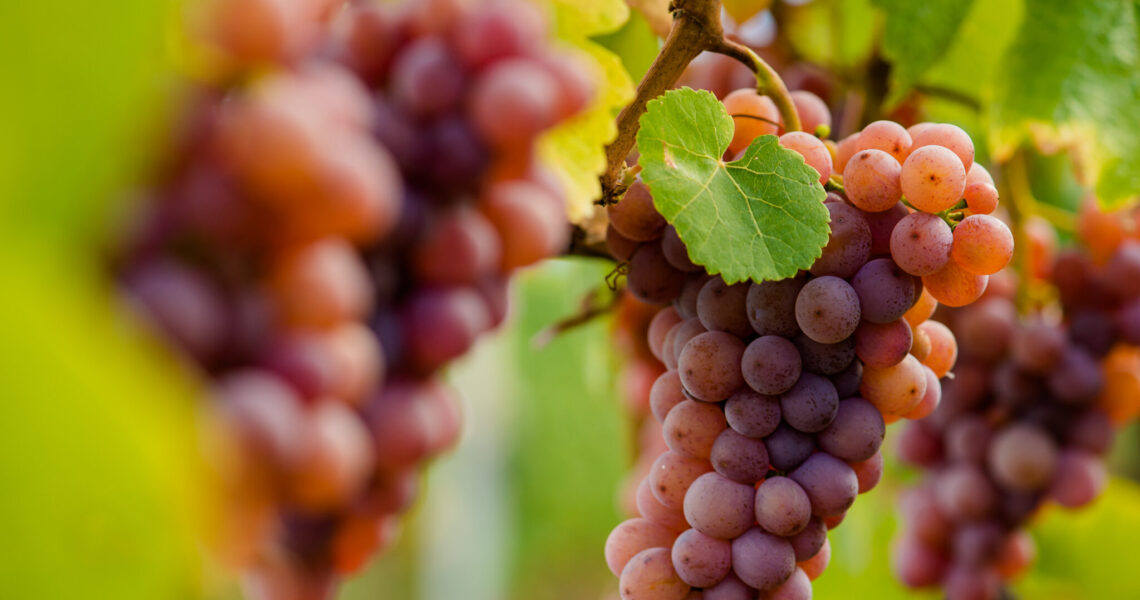 Gewürztraminer-Traube mit dicht stehenden, rötlich gefärbten Beeren