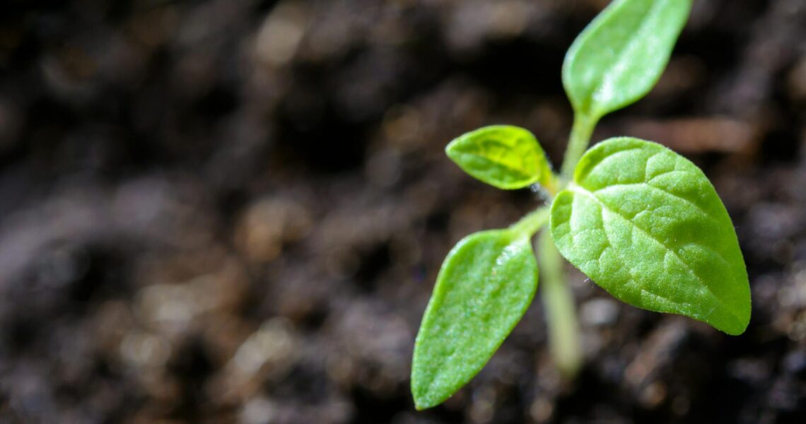 vibrant-close-up-of-a-young-tomato-seedling-sprouting-in-the-soil.-1002703-scaled (c) Reploid