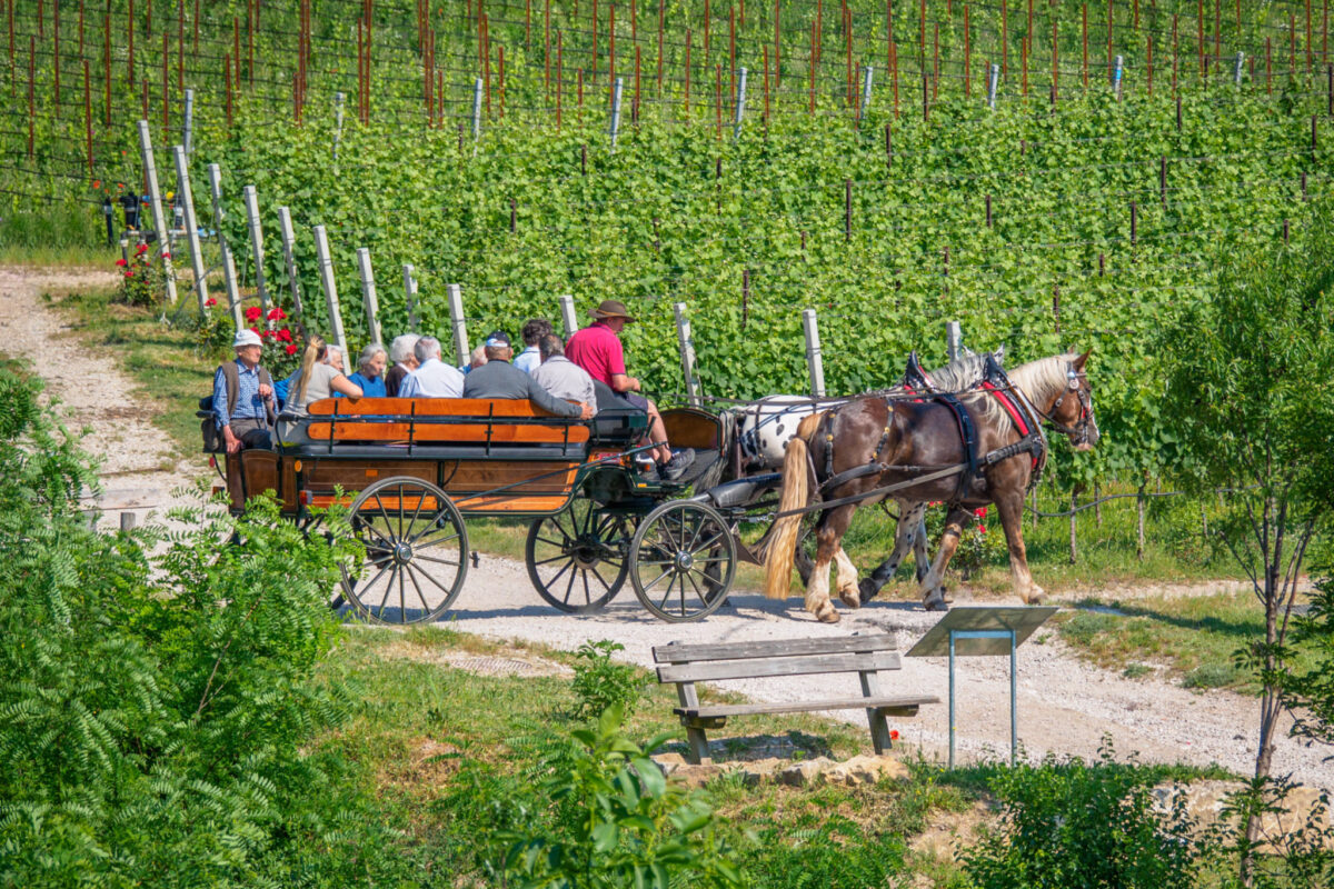 Adolf Mayer in Tramin 2