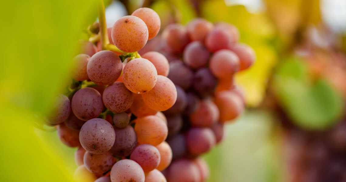 Il Gewürztraminer è menzionato in documenti antichi, fonti letterarie e resoconti storici.