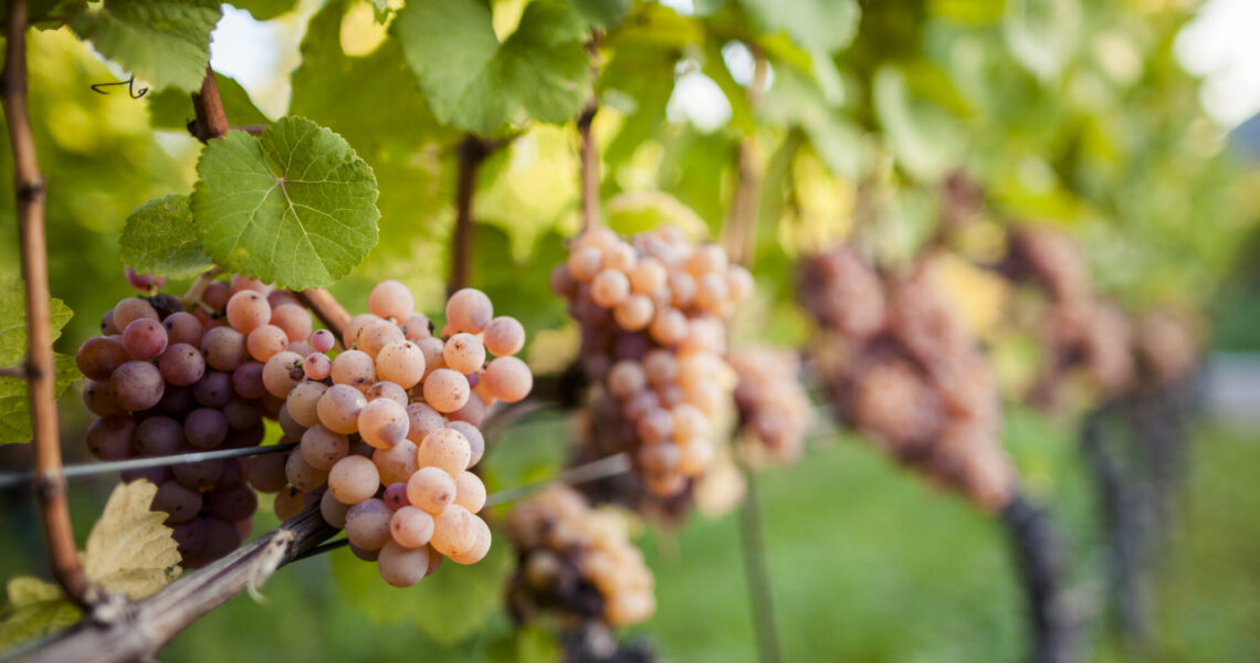 La parentela genetica tra il Gewürztraminer e il Savagnin Blanc conferma la sua antica discendenza.