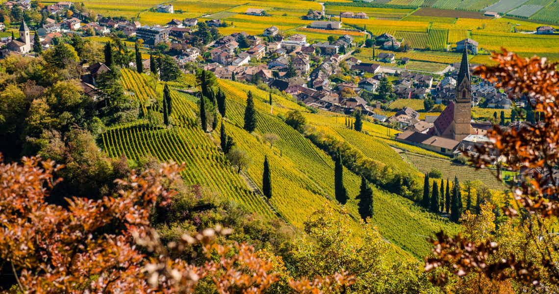 Die frühe Verbreitung des Gewürztraminers im Alpenraum und seine Bedeutung für die Weinkultur.